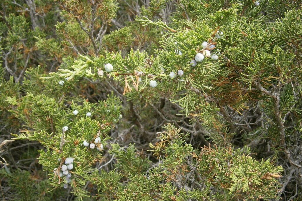 Sadebaum blau (Juniperus sabina) — Pflanzenfoto
