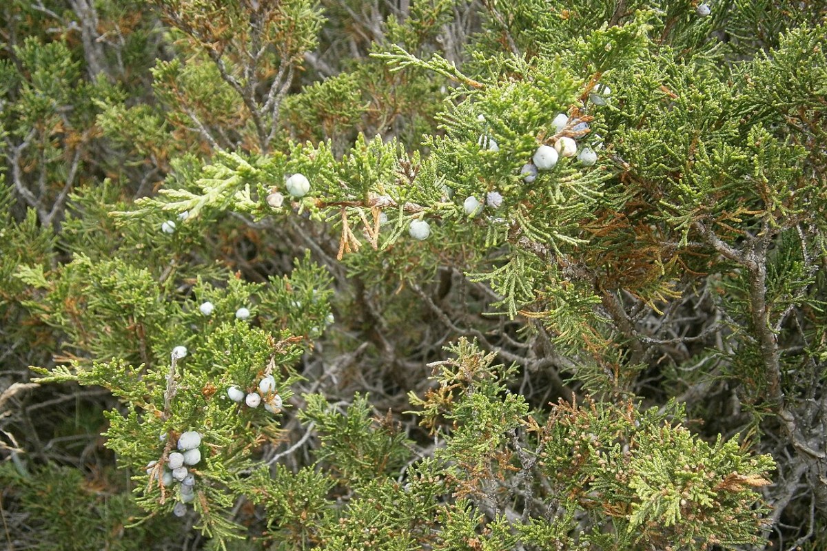 Sadebaum (Juniperus sabina) — Pflanzenfoto