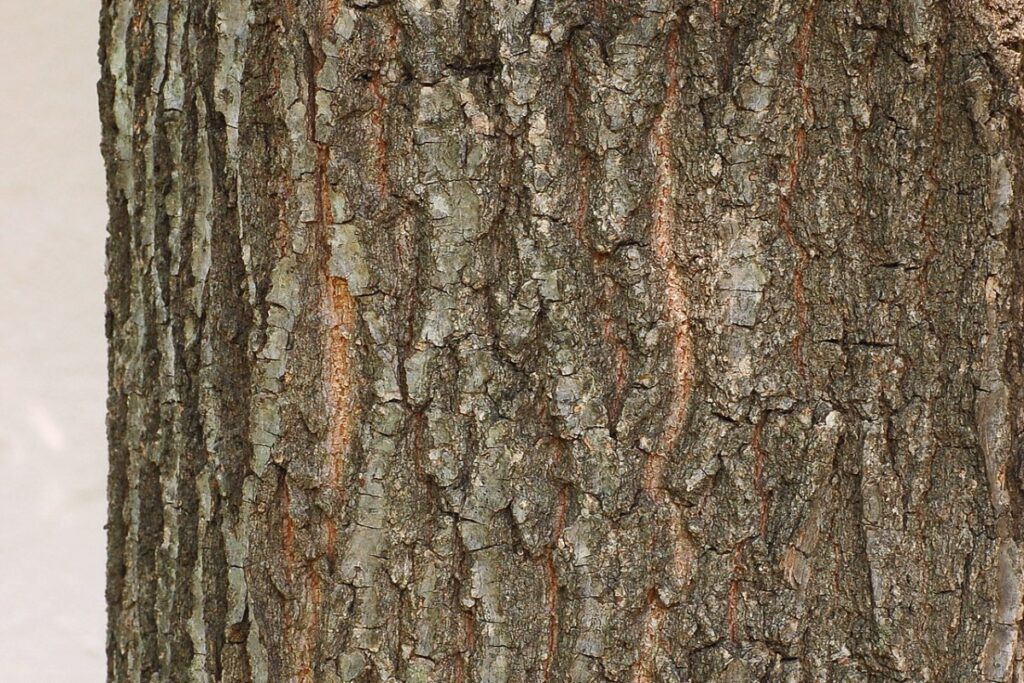 Säuleneiche (Quercus robur 'Fastigiata') — Pflanzenfoto