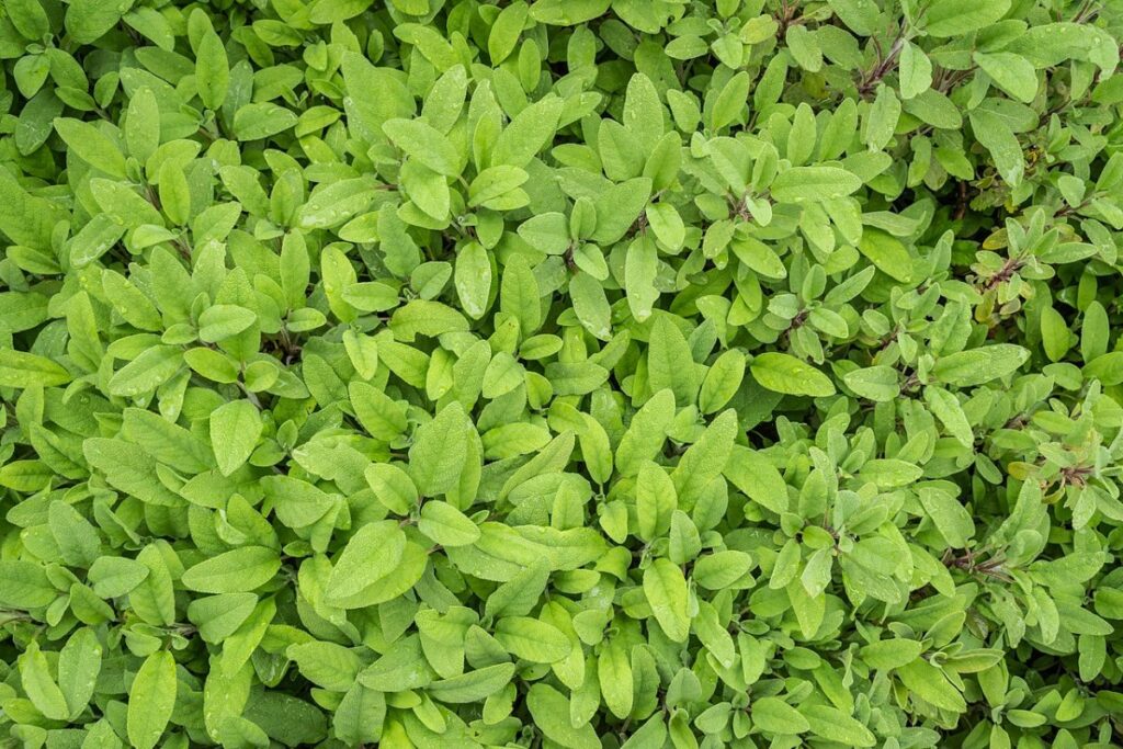 Salbei (Salvia officinalis) — Pflanzenfoto