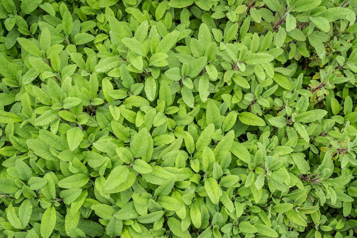Salbei (Salvia officinalis) — Pflanzenfoto