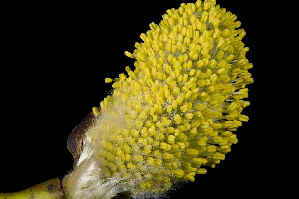 Salweide (Salix caprea) — Pflanzenfoto