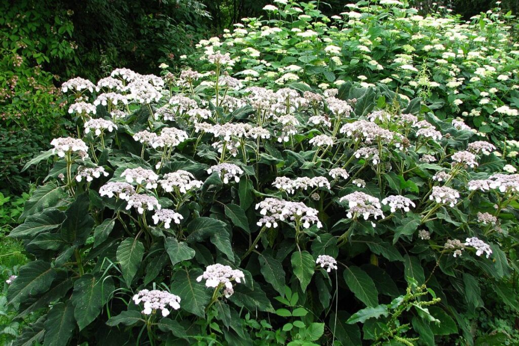 Samt-Hortensie (Hydrangea sargentiana) — Pflanzenfoto