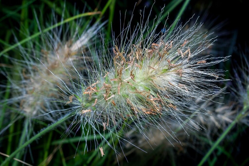 Samtgras (Pennisetum villosum) — Pflanzenfoto