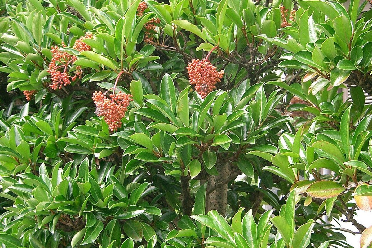 Sandelholz-Viburnum (Viburnum odoratissimum) — Pflanzenfoto