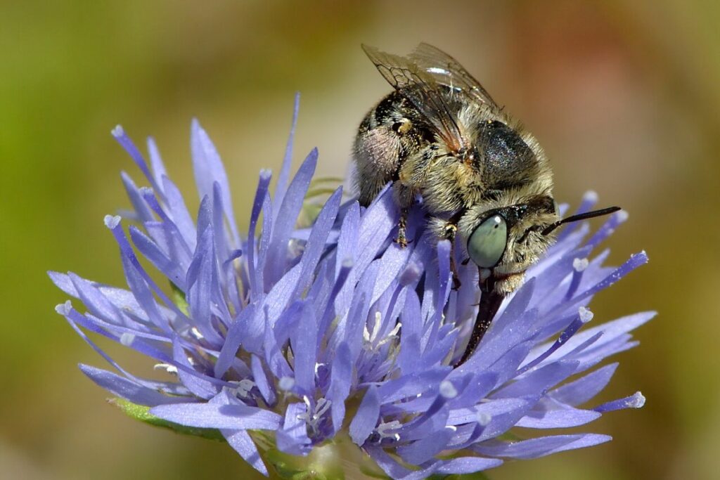 Sandglöckchen (Jasione montana) — Pflanzenfoto