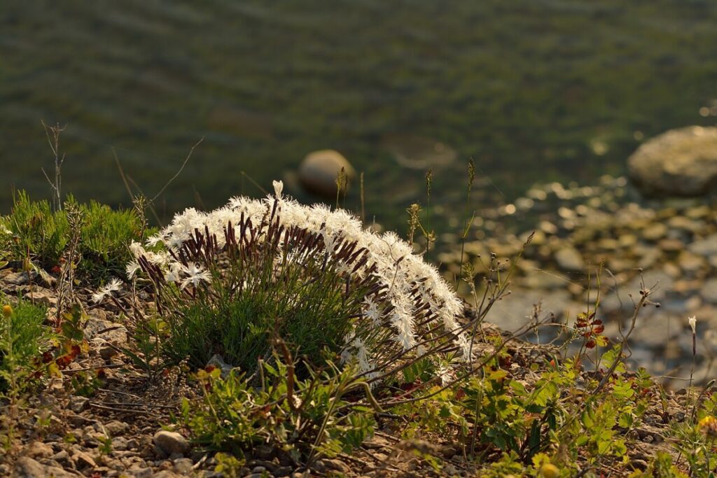 Sandnelke (Dianthus arenarius) — Pflanzenfoto