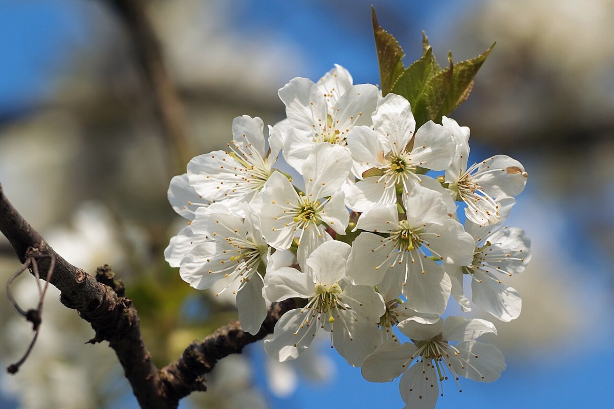 Sauerkirschbaum (Prunus cerasus) — Pflanzenfoto