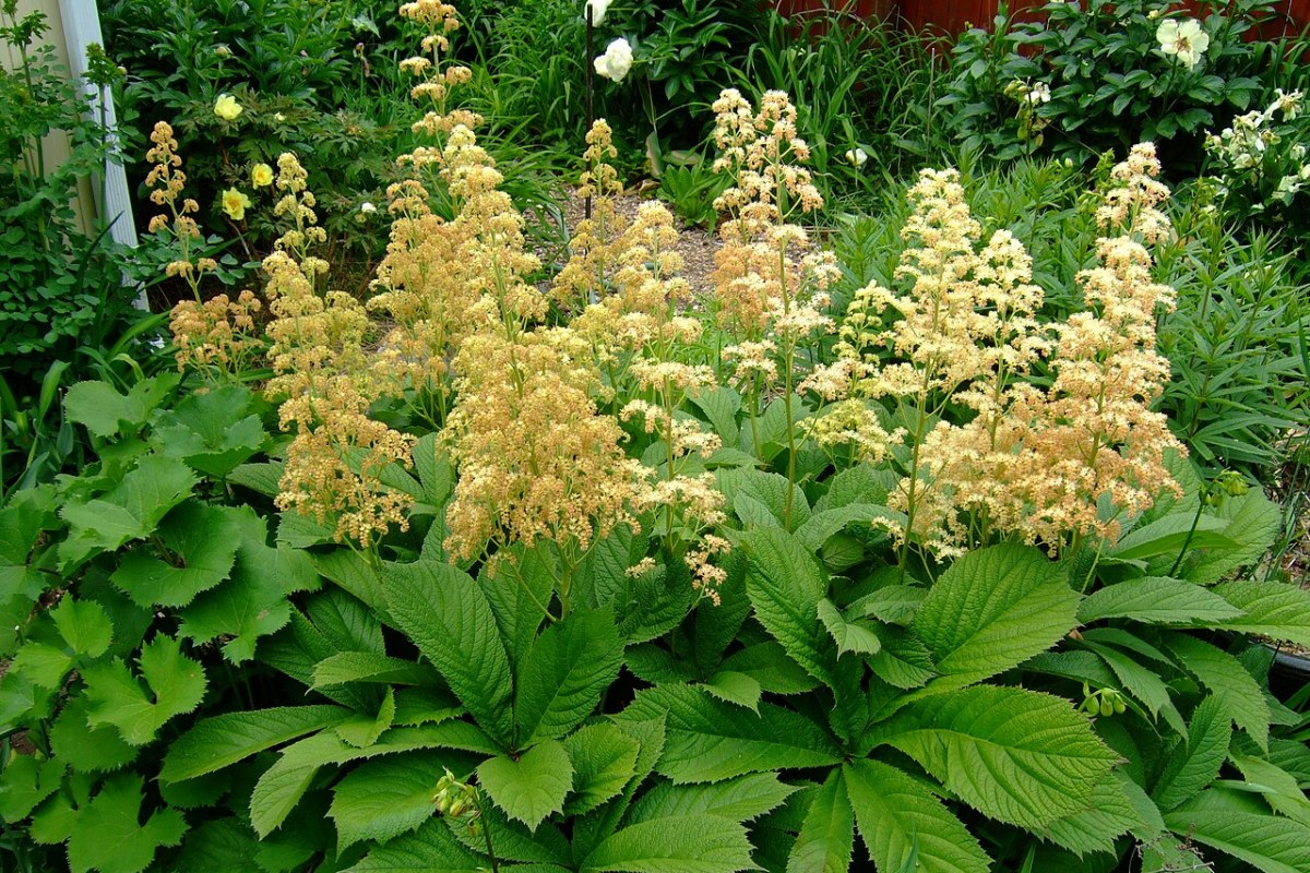 Schaublatt (Rodgersia pinnata) — Pflanzenfoto