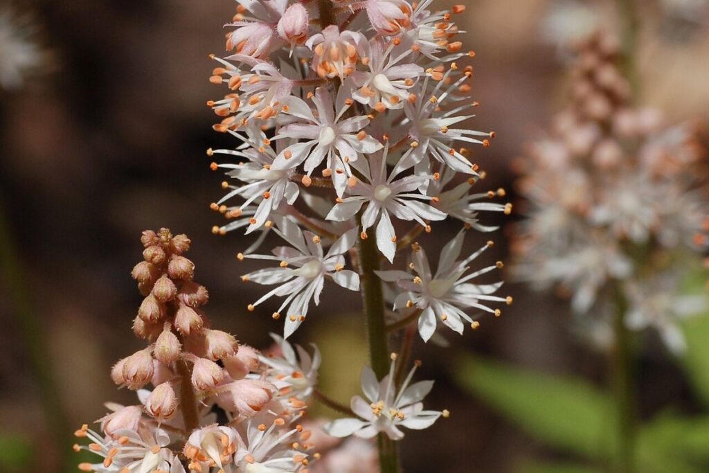 Schaumblüte (Tiarella) (Tiarella cordifolia) — Pflanzenfoto