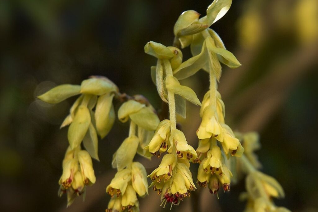 Scheinhasel (Corylopsis pauciflora) — Pflanzenfoto