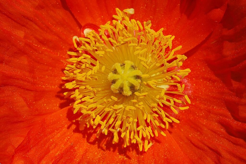 Scheinmohn (Papaver nudicaule) — Pflanzenfoto
