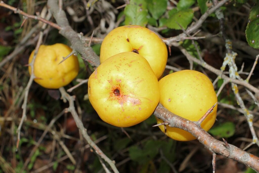 Scheinquitte (Chaenomeles japonica) — Pflanzenfoto