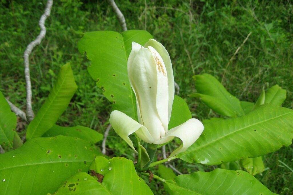 Schirmmagnolie (Magnolia tripetala) — Pflanzenfoto
