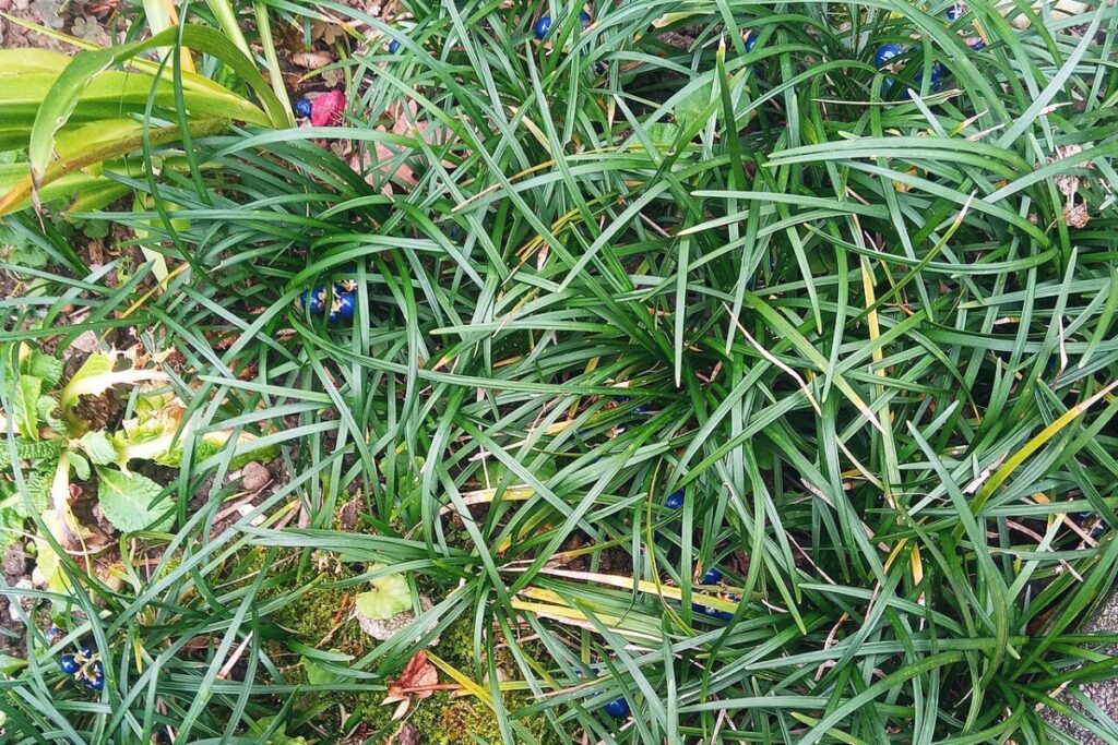 Schlangenbart (Ophiopogon japonicus) — Pflanzenfoto
