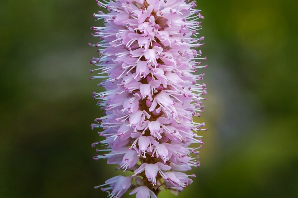 Schlangenknöterich (Polygonum bistorta) — Pflanzenfoto