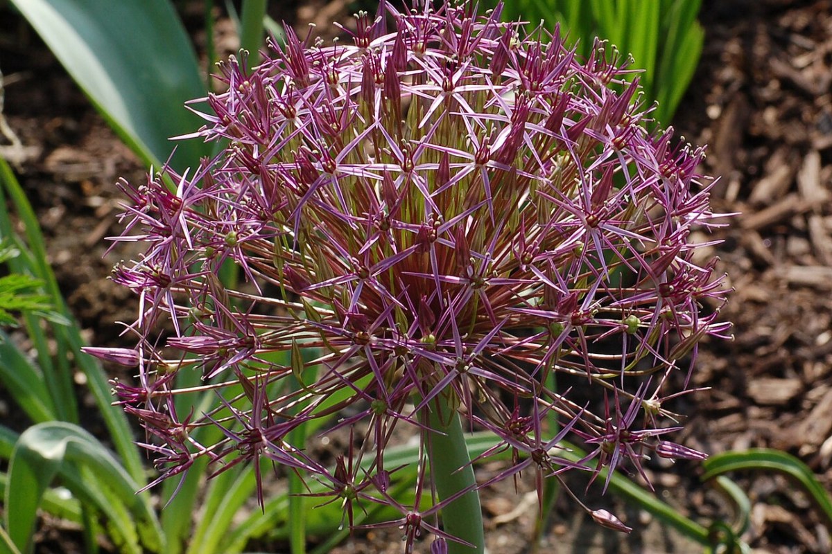 Schmucklauch (Allium christophii) — Pflanzenfoto