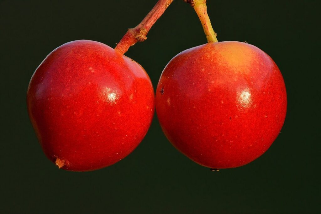 Schneeball (Viburnum) (Viburnum opulus) — Pflanzenfoto