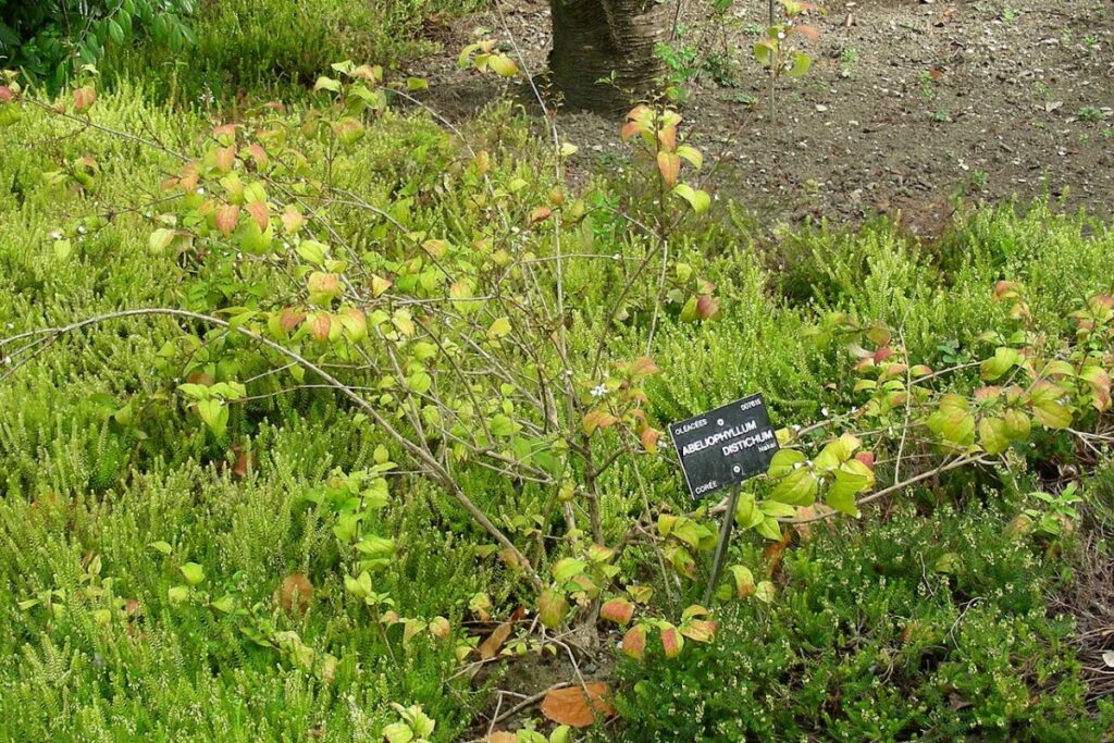 Schneeforsythie (Abeliophyllum distichum) — Pflanzenfoto