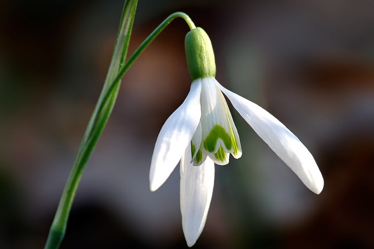 Schneeglöckchen (Galanthus nivalis) — Pflanzenfoto