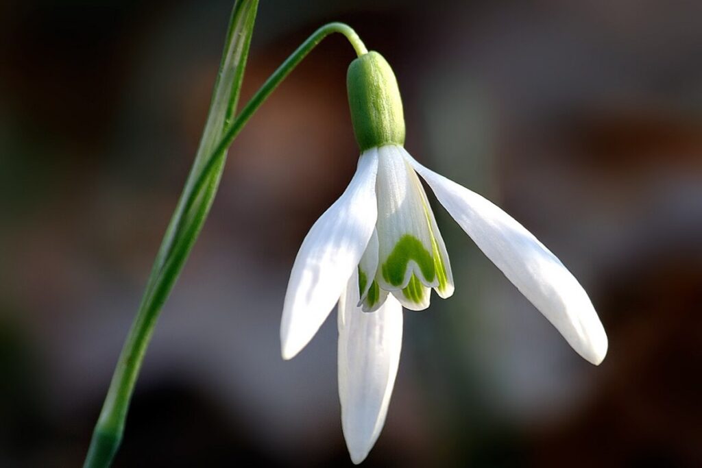 Schneestolz (Galanthus nivalis) — Pflanzenfoto