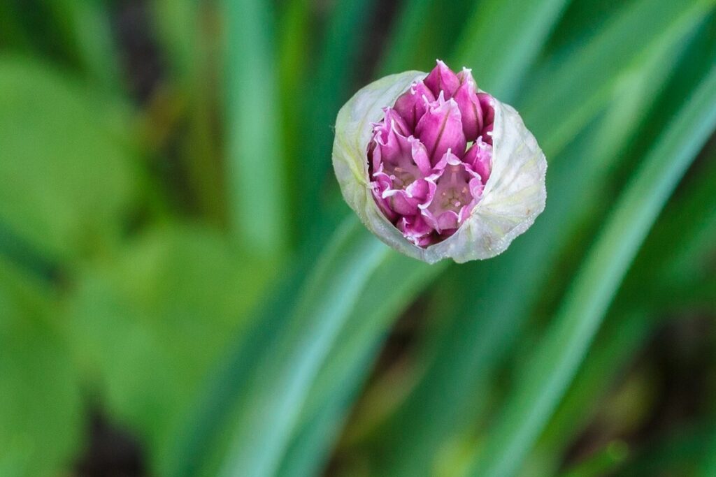 Schnittlauch (Allium schoenoprasum) — Pflanzenfoto