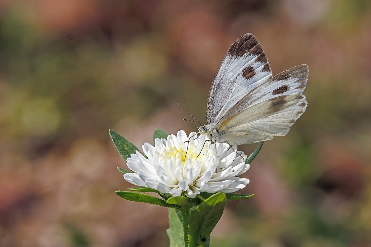 Schönaster (Callistephus chinensis) — Pflanzenfoto