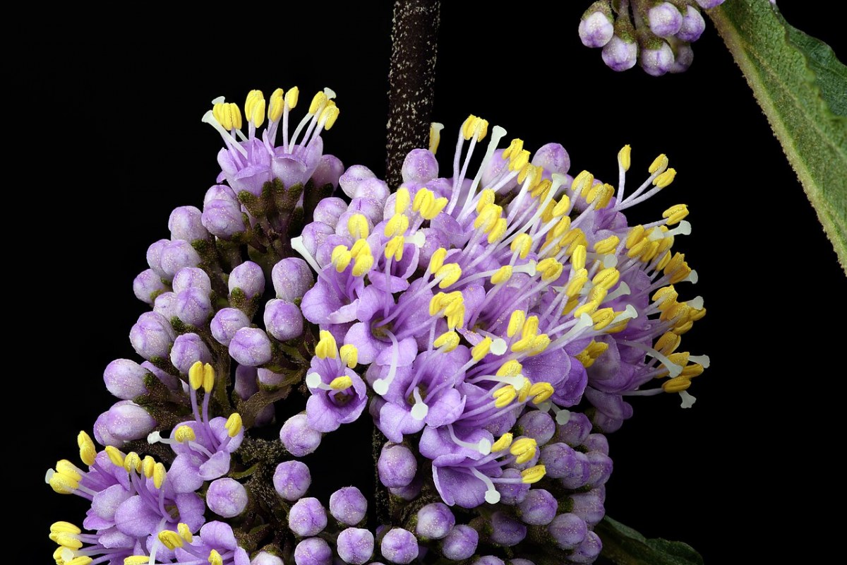 Schönfrucht (Callicarpa bodinieri) — Pflanzenfoto