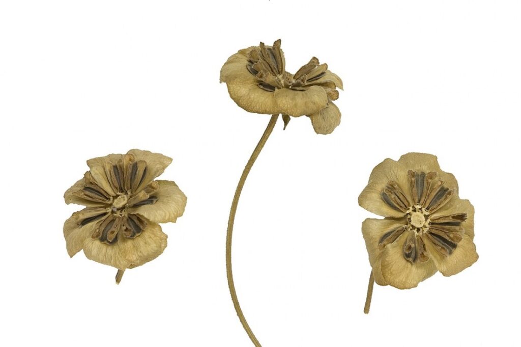 Schokoladenblume (Berlandiera lyrata) — Pflanzenfoto