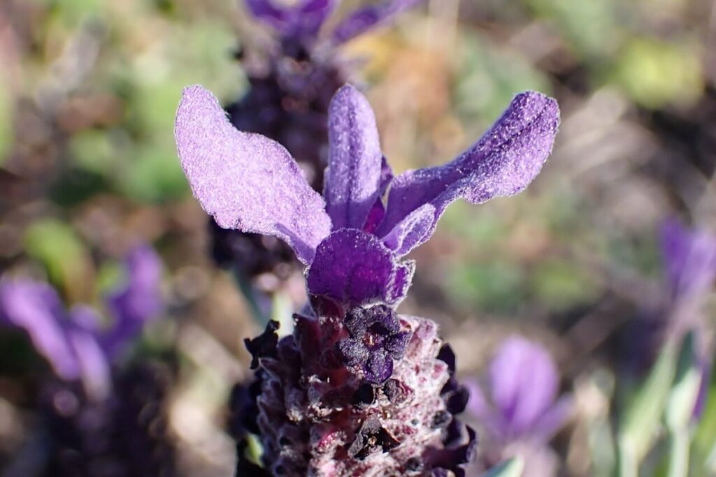 Schopflavendel (Lavandula stoechas) — Pflanzenfoto