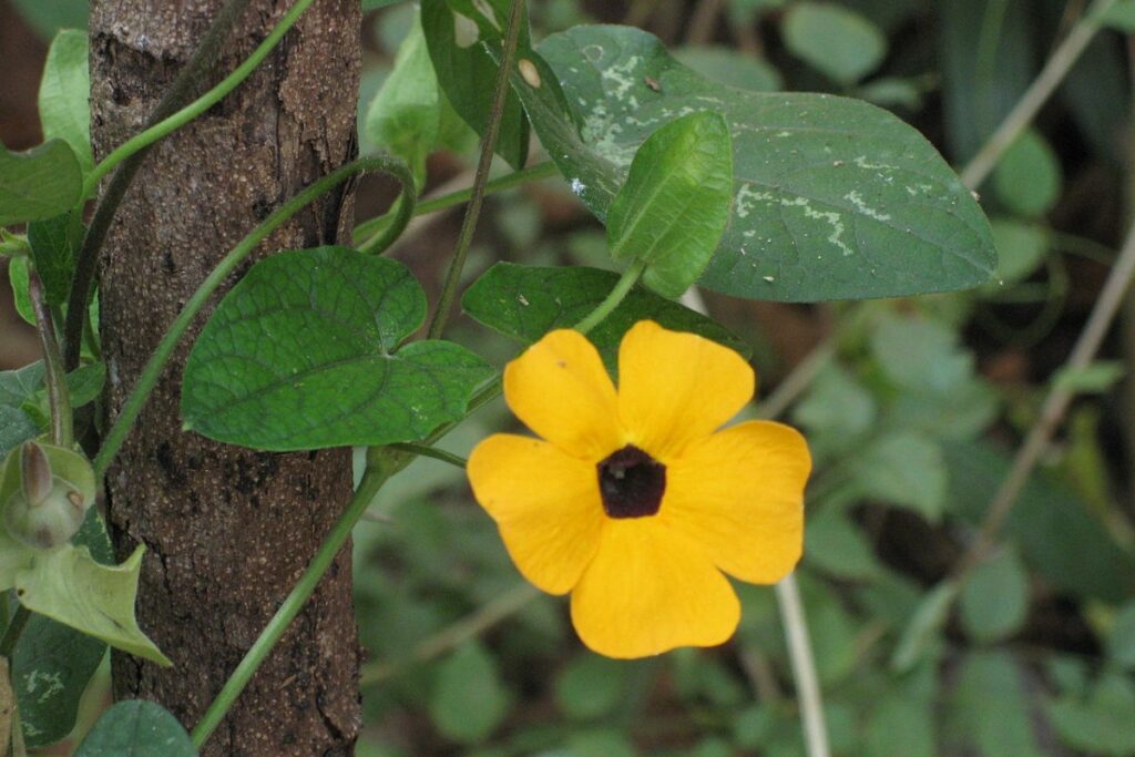 Schwarzäugige Susanne (Thunbergia alata) — Pflanzenfoto
