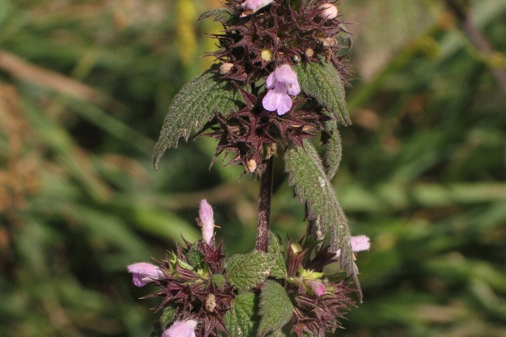 Schwarznessel (Ballota nigra) — Pflanzenfoto