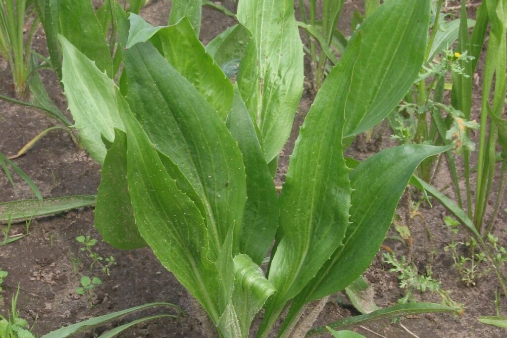 Schwarzwurzel (Scorzonera hispanica) — Pflanzenfoto
