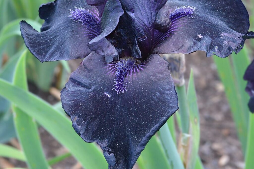 Schwertlilie (Iris) (Iris germanica) — Pflanzenfoto