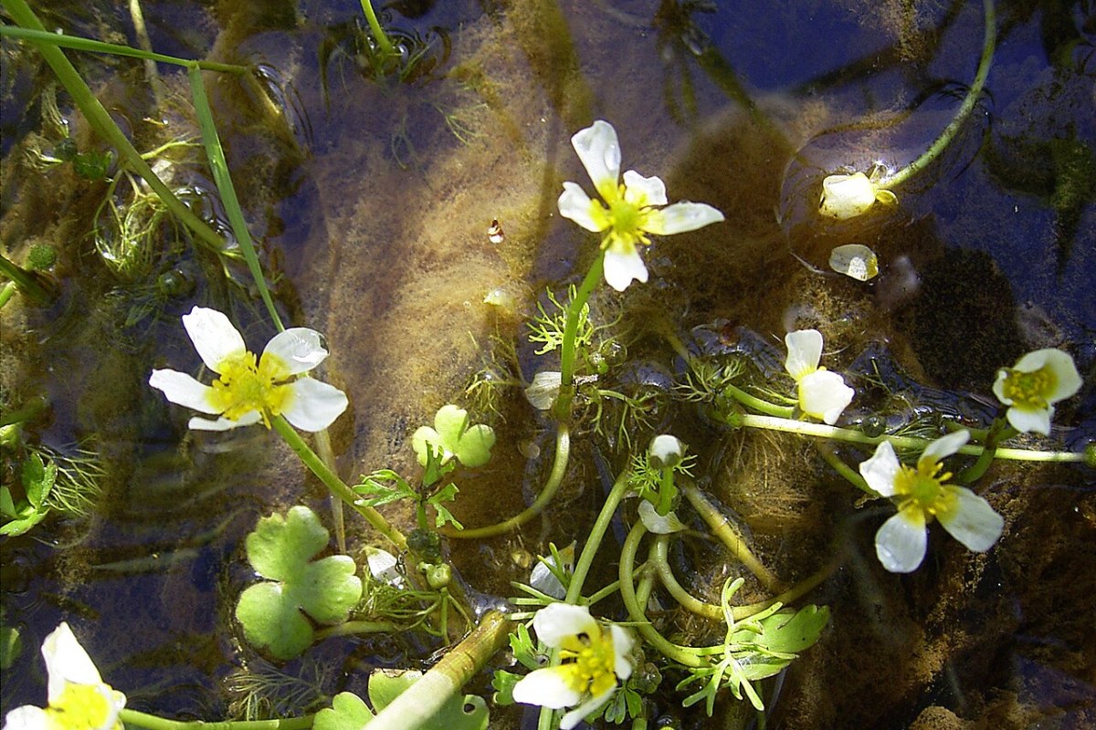 Seerosenblättriger Hahnenfuß (Ranunculus aquatilis) — Pflanzenfoto