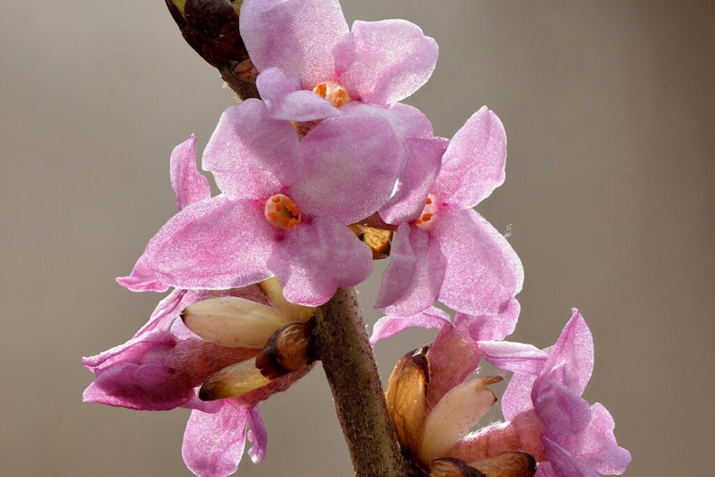 Seidelbast (Daphne mezereum) — Pflanzenfoto