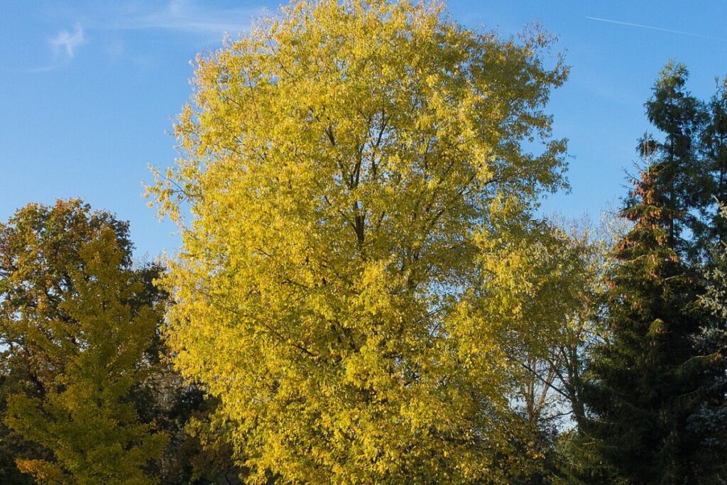 Silberahorn (Acer saccharinum) — Pflanzenfoto