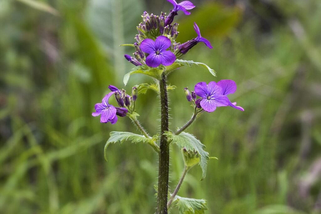 Silberblatt (Lunaria annua) — Pflanzenfoto