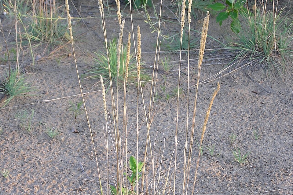 Silbergras (Koeleria glauca) — Pflanzenfoto