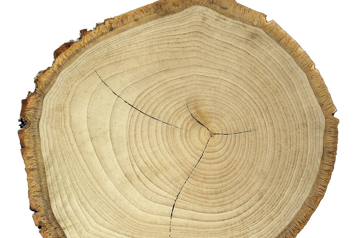 Silberlinde (Tilia tomentosa) — Pflanzenfoto