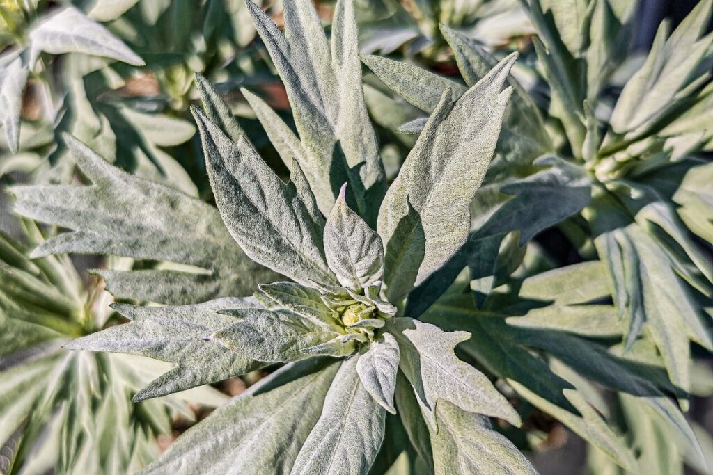 Silberraute (Artemisia ludoviciana) — Pflanzenfoto
