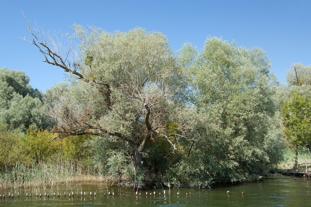 Silberweide (Salix alba) — Pflanzenfoto
