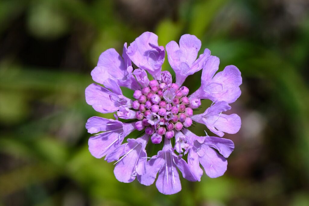 Skabiose (Scabiosa columbaria) — Pflanzenfoto