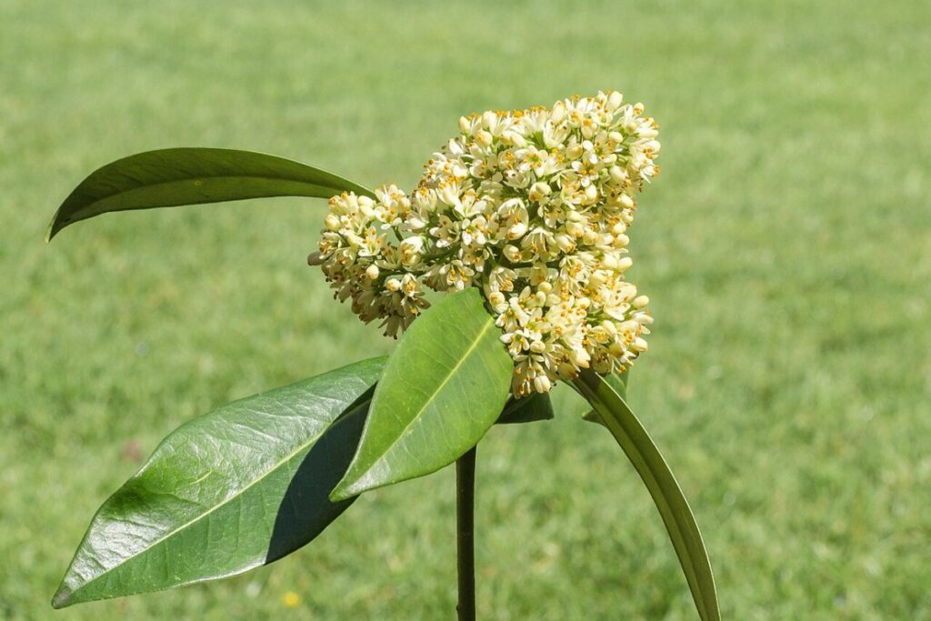 Skimmie (Skimmia japonica) — Pflanzenfoto