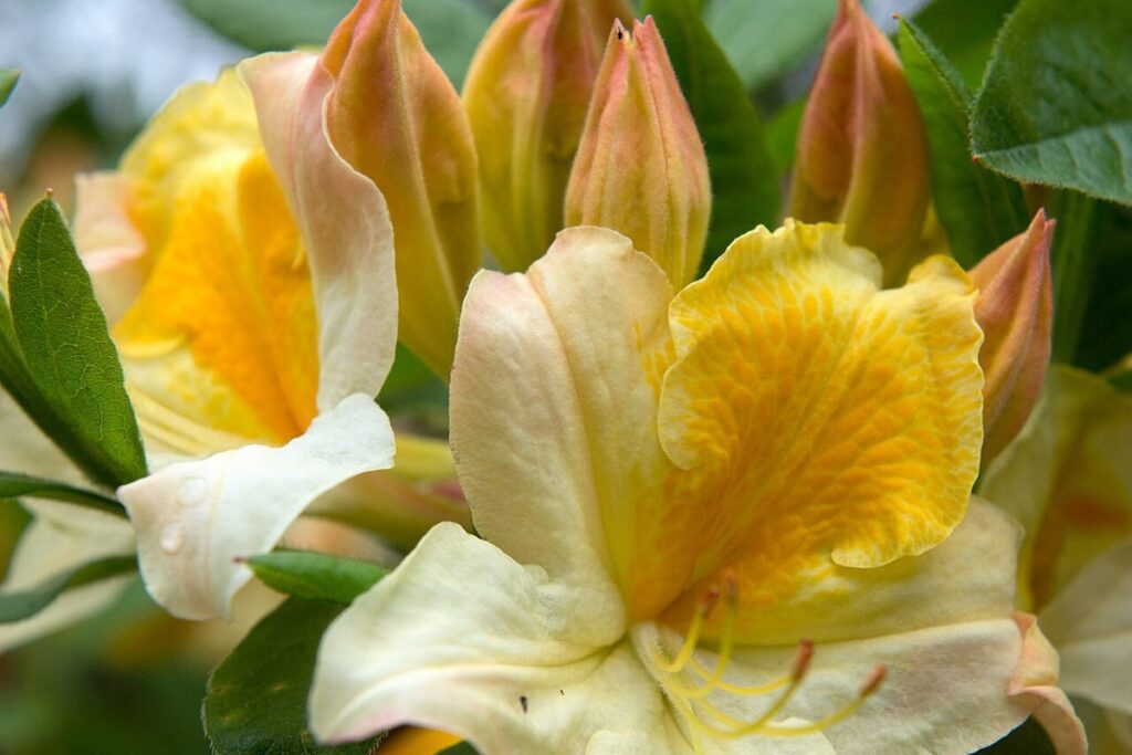 Sommerazalee (Rhododendron (Azalea) 'Knap-Hill') — Pflanzenfoto