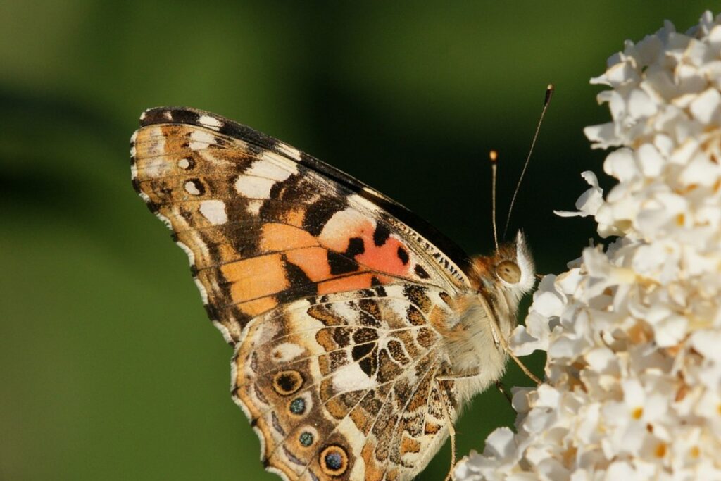 Sommerflieder (Schmetterlingsflieder) (Buddleja davidii) — Pflanzenfoto