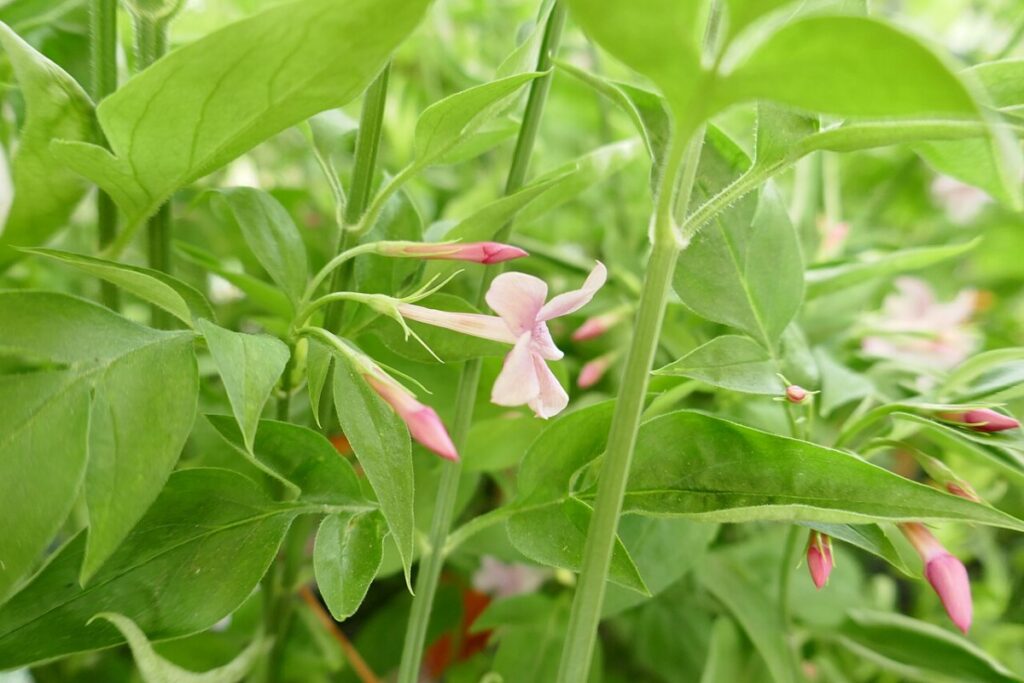 Sommerjasmin (Jasminum × stephanense) — Pflanzenfoto