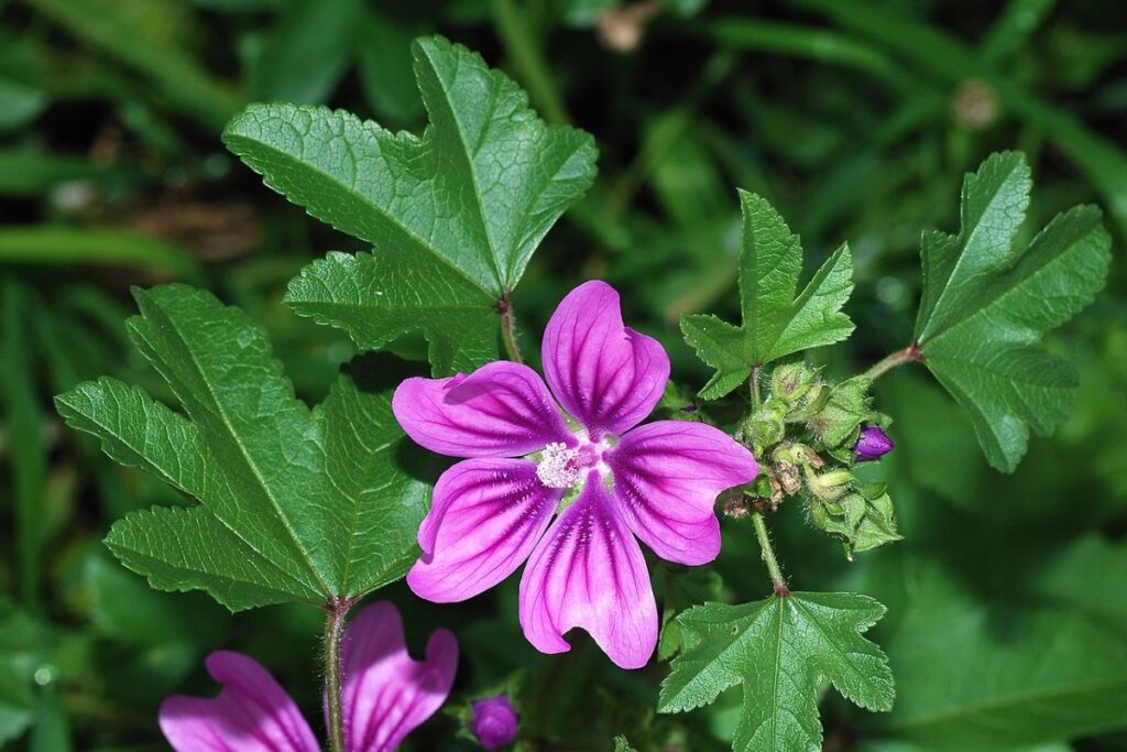 Sommermalve (Malva sylvestris) — Pflanzenfoto