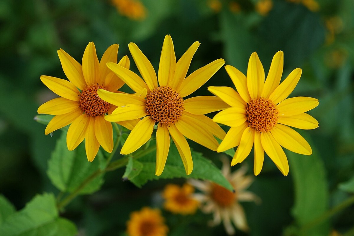Sonnenauge (Heliopsis helianthoides) — Pflanzenfoto