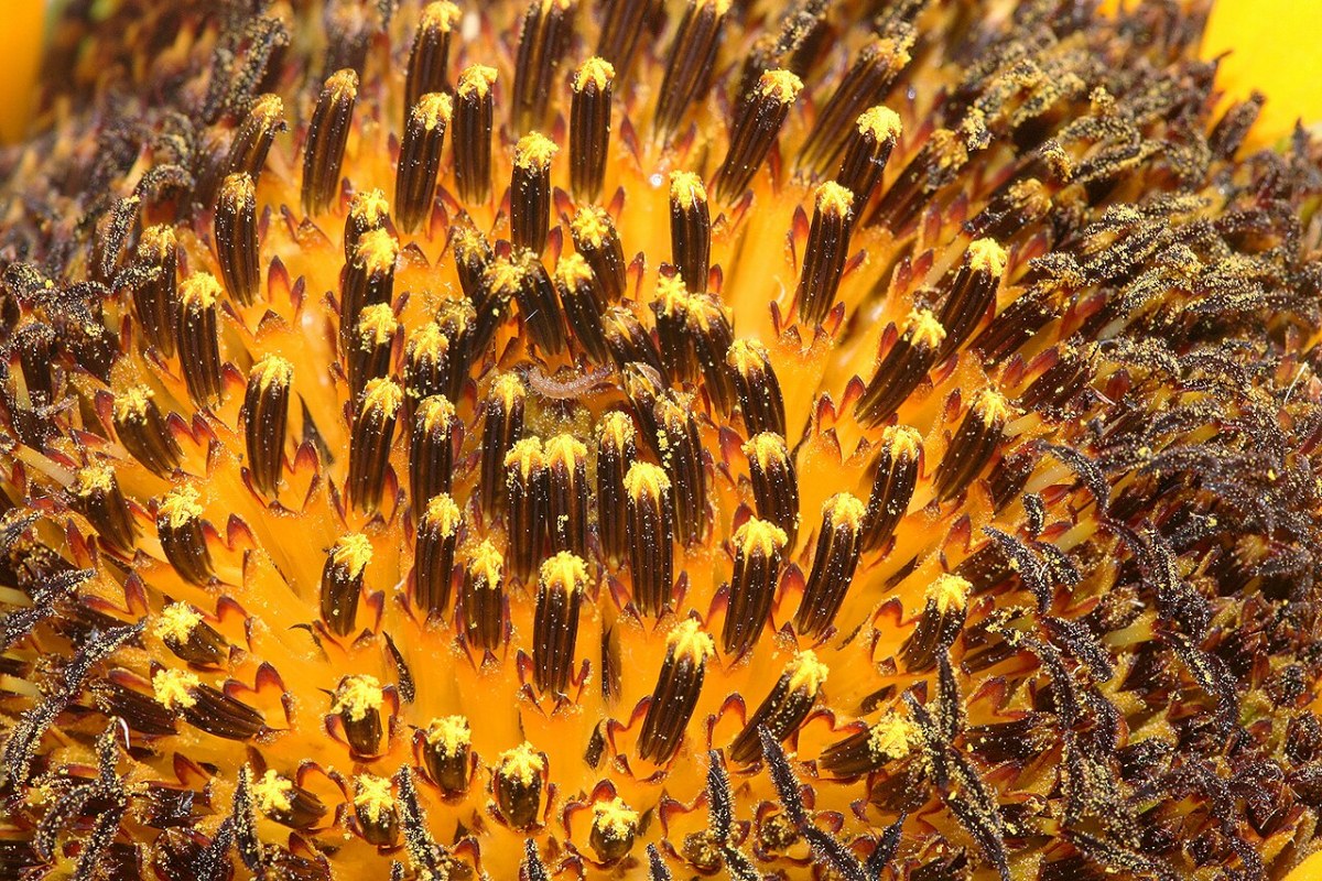 Sonnenblume (Helianthus annuus) — Pflanzenfoto